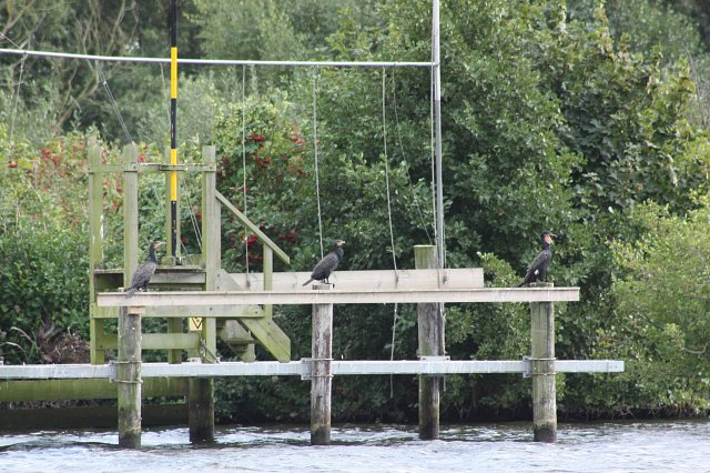 3 comorants standing on a jetty