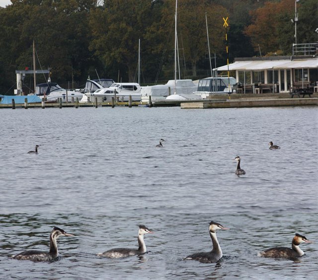 grebes swimming near boat basin