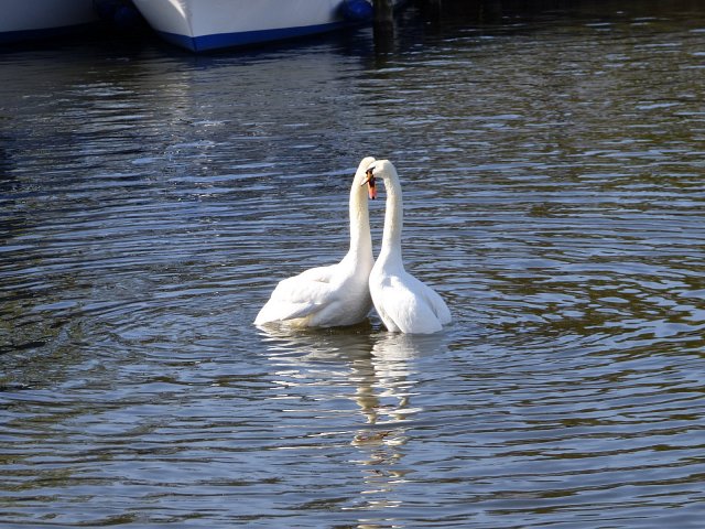 two swan intertwining necks