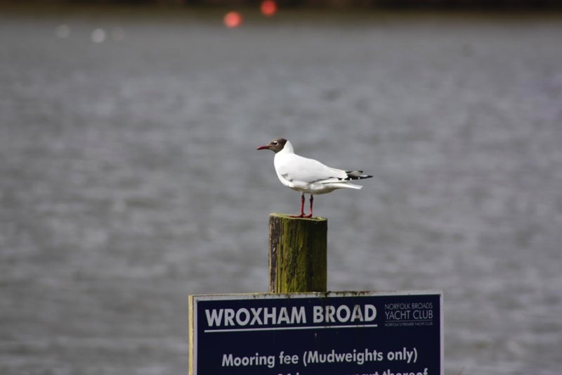 black headed gull standing on Wroxham Broad sign