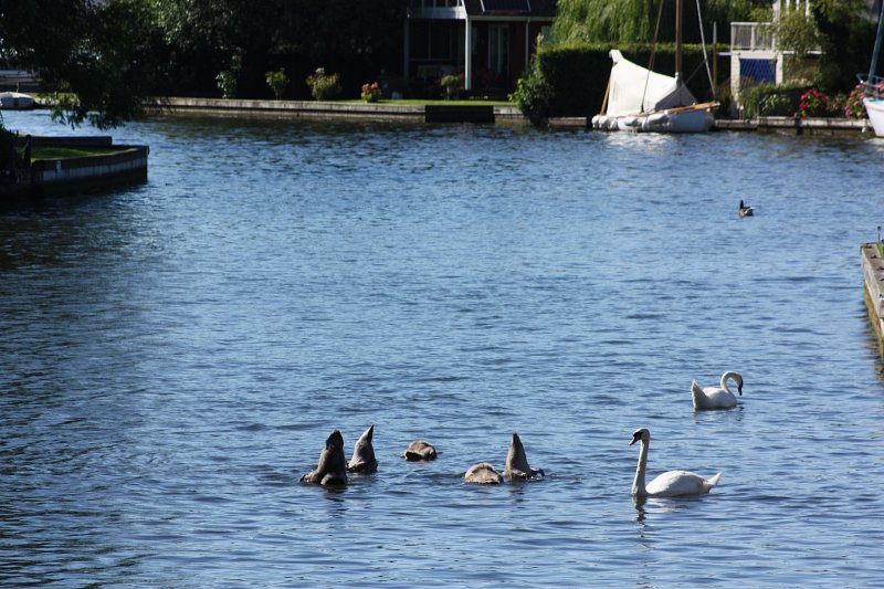 two swans on water with cgynets ducking their heads under the water