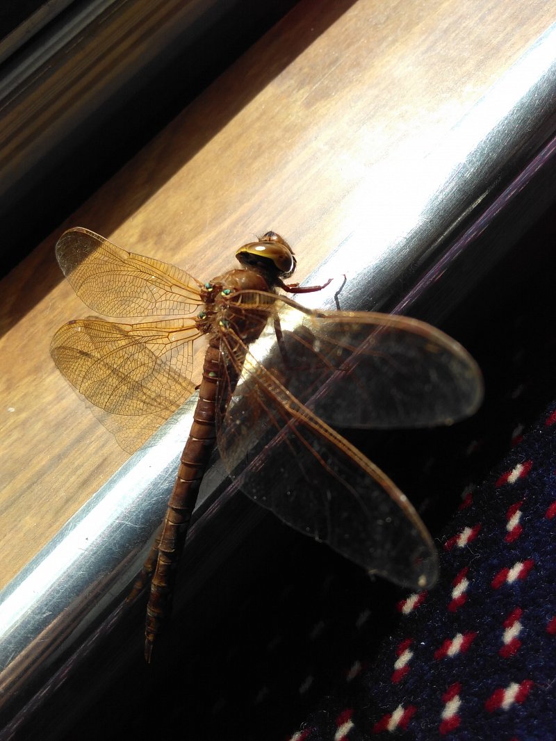 brown hawker dragonfly on rail inside passenger trip boat