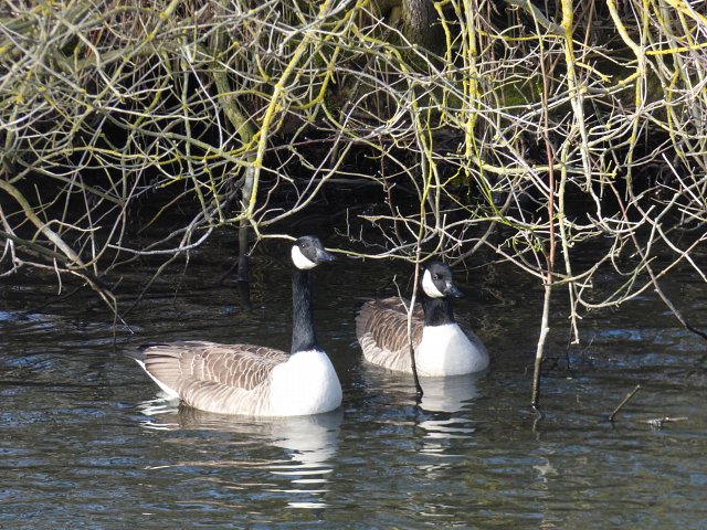 two canada geese on water underneath bank overgrowth