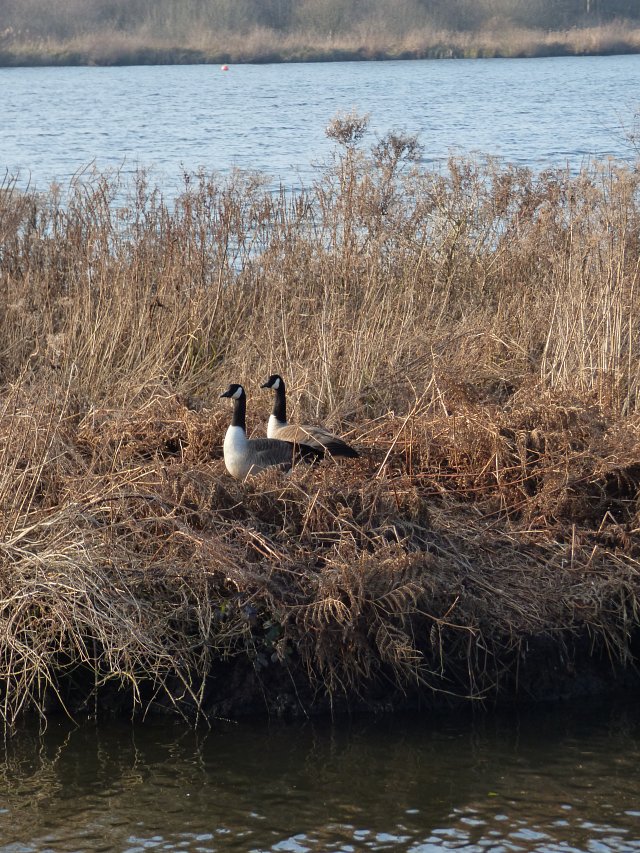 two canada geese standing on reed back
