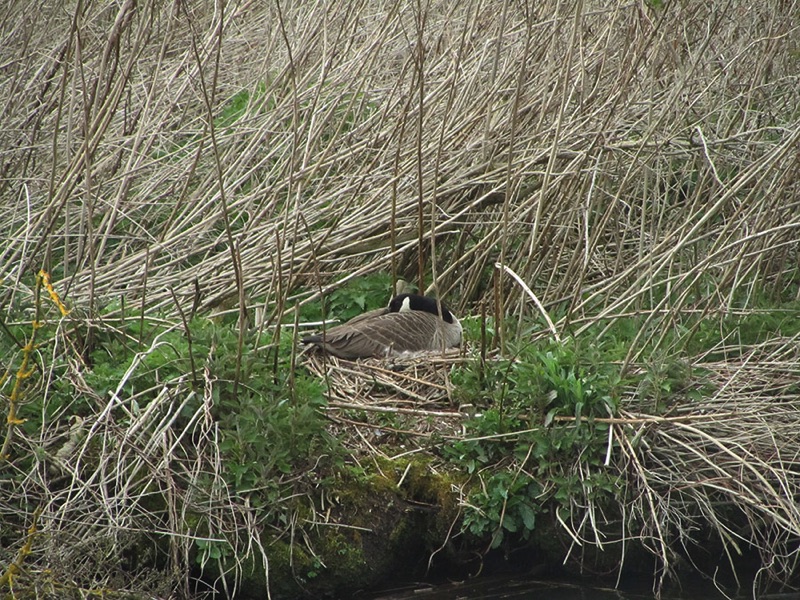 canada goose in dry nest on river bank