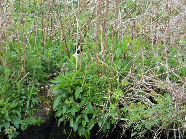 canada goose barely visible in overgrowth of river bank