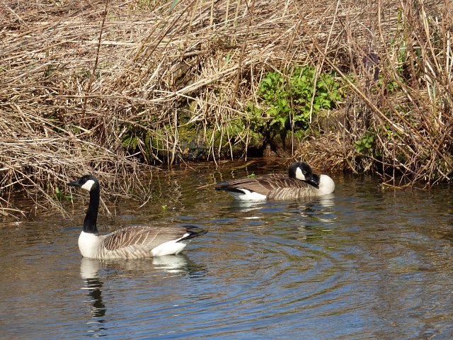 two canada geese on water next to river bank