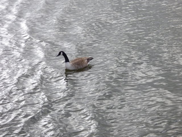 canada goose on the water