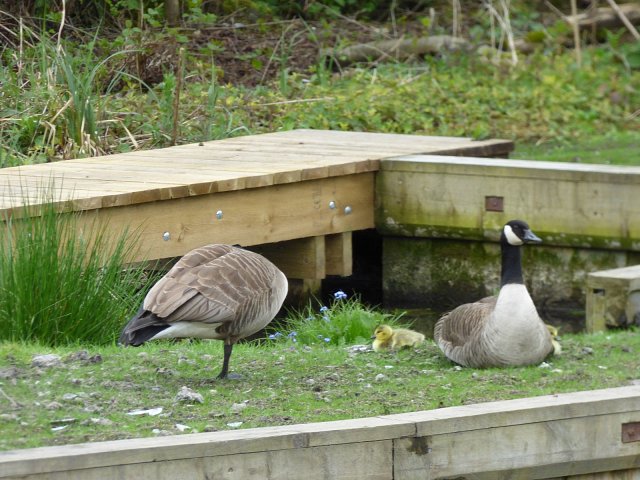 two canada geese one sitting one standing on one leg grooming