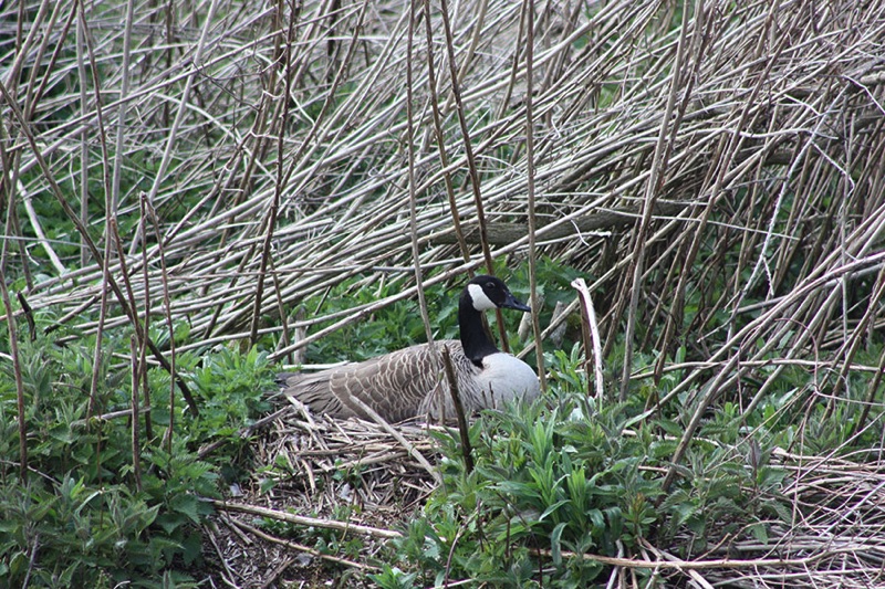 canada goose sitting on nest of dry reeds on riverbank