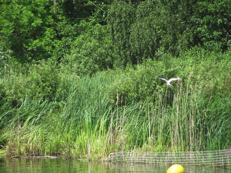 bittern flying over reeds on river bank