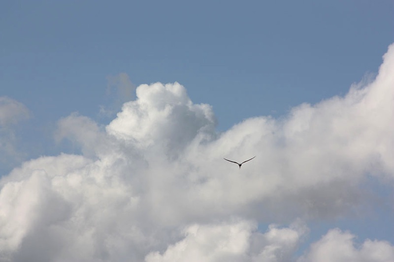 common tern in flight with clouds and sky in background