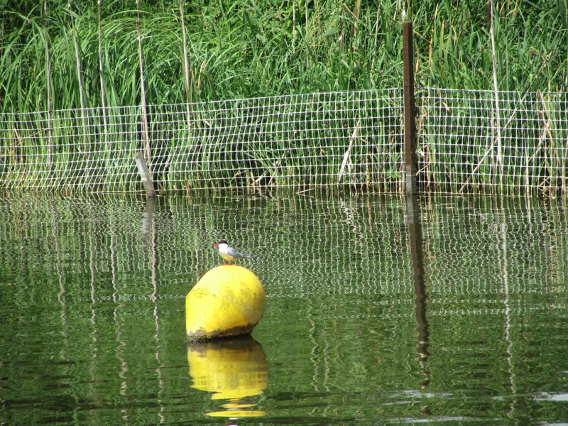 bittern sitting on a bouy