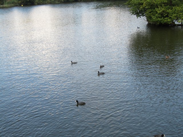 coots on the water