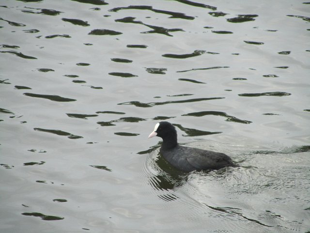 close up of coot on the water