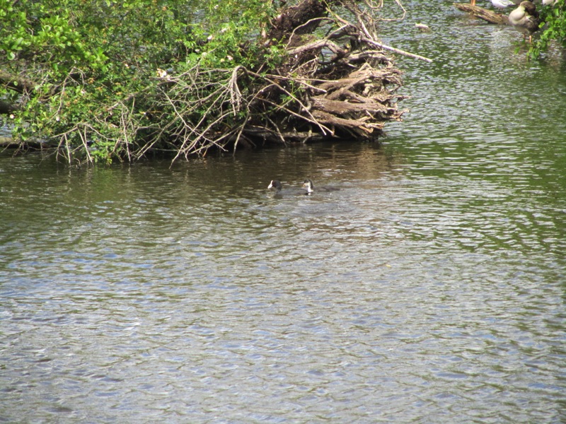 two coots on the water swimming next to river bank