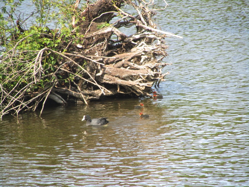 coot swimming next to nest with 3 babies with bright red head swimming behind