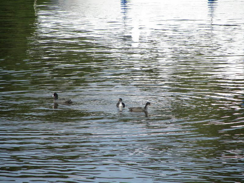 three coots on the water