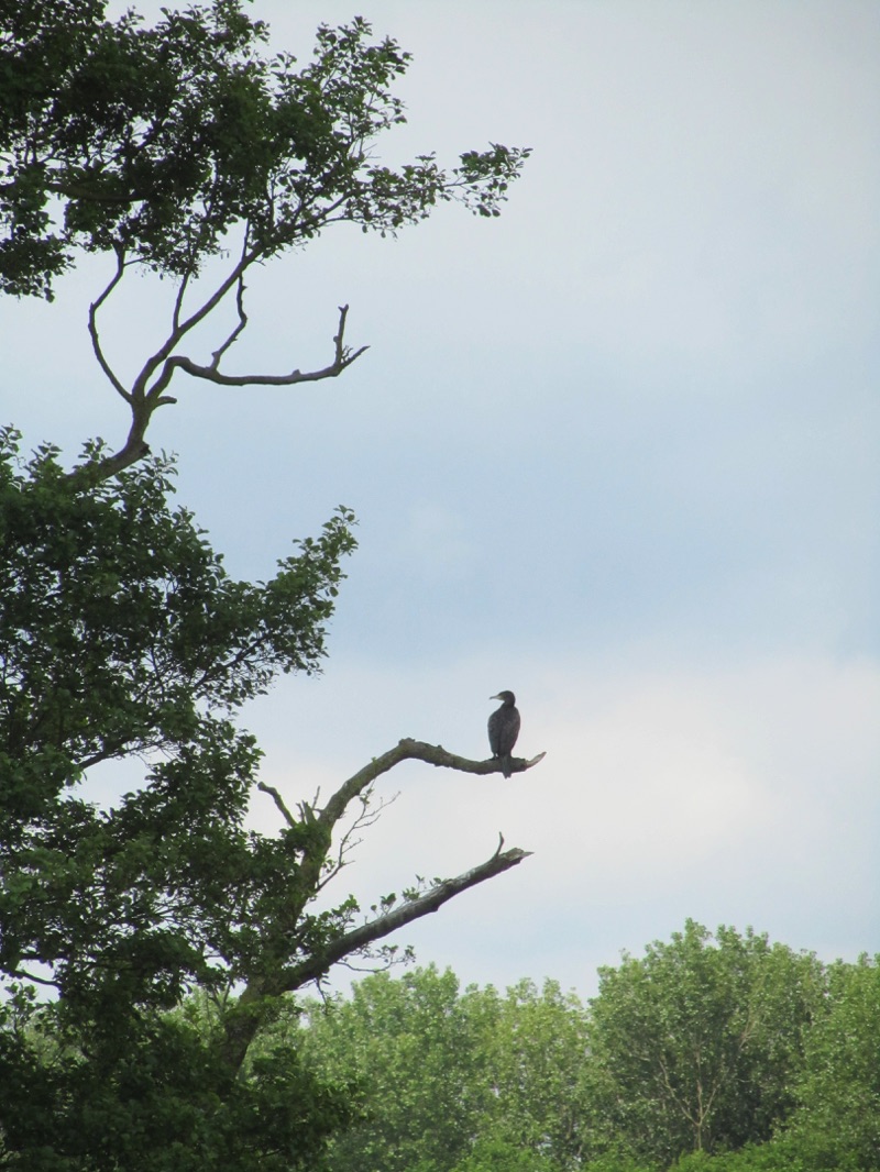 comorant standing on bare branch of large tree