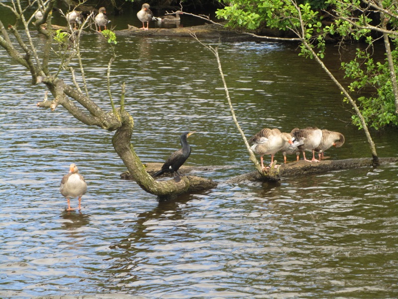 greylag geese and cormorant standing on a partially submerged branch