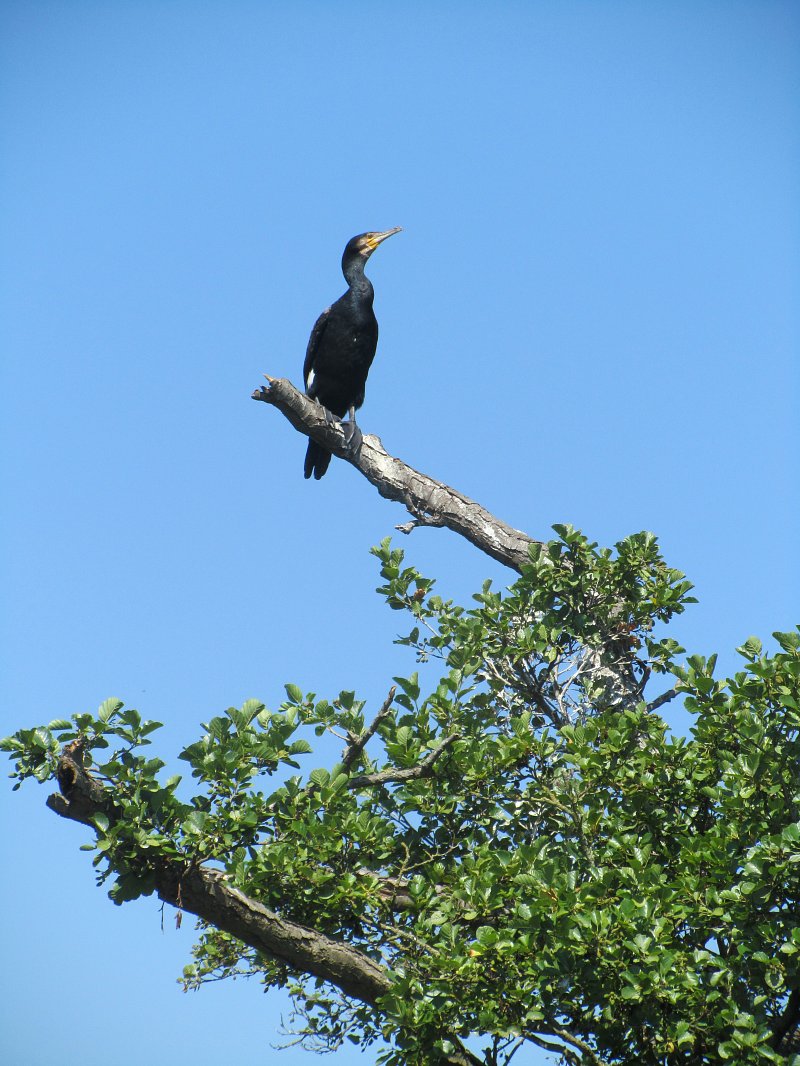 comorant standing on the top branch of a tree