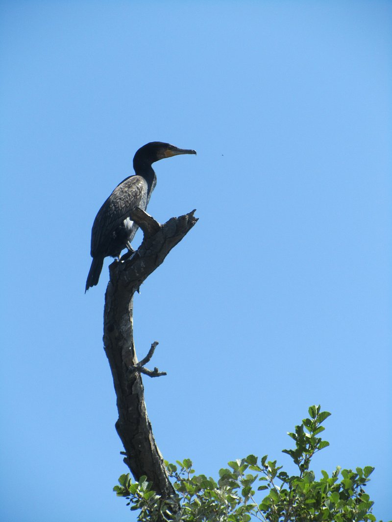 cormorant standing on top of tree 