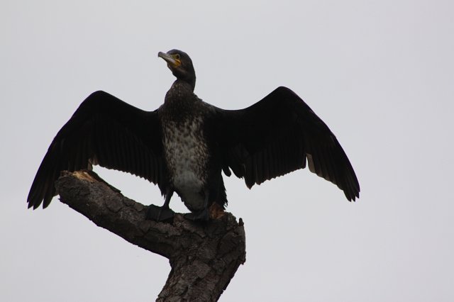 comorant standing on top of tree with wings open wide