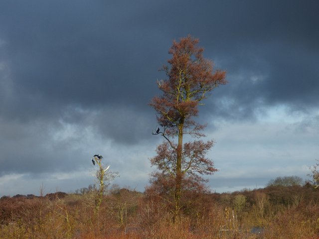 comorants in trees with dark clouds in sky behind