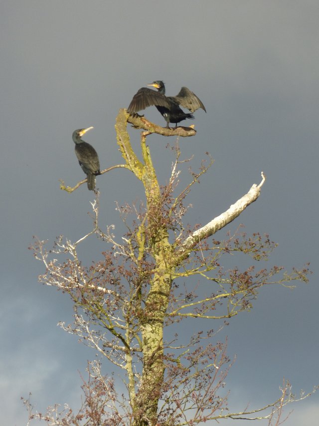 close up of two comorants in a tree with dark grey sky behind