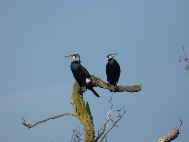 two comorants perched on a bare branch