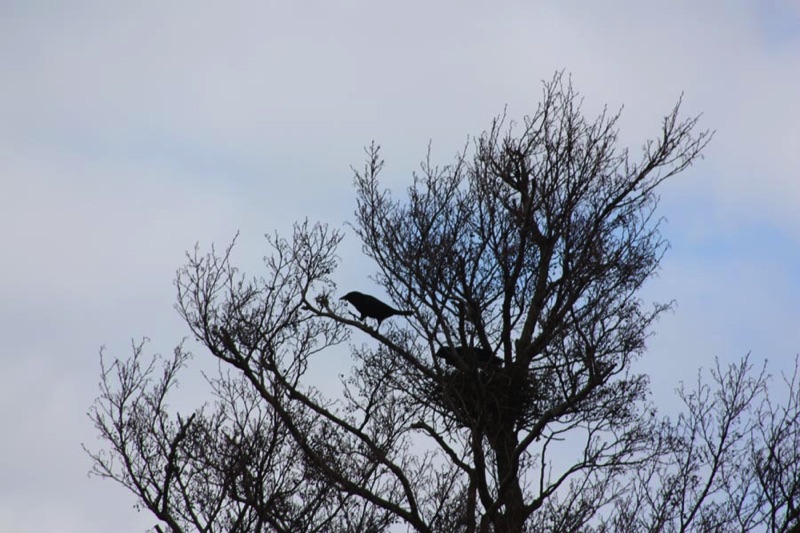 two crows in a tree with a silhouette of a nest