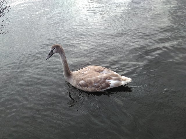 cygnet with white feather visible below grey plumage