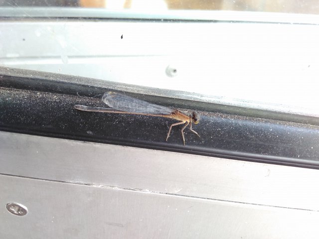 damselfly on window trim