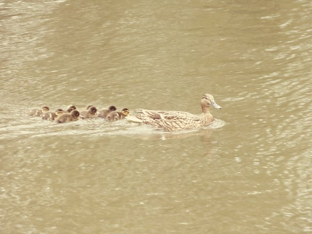 ducks with many ducklings following behind