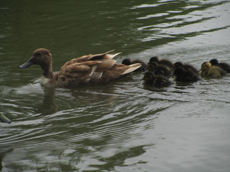 duck on the water with eight ducklings swimming behind