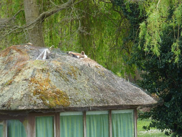 egyptian goose nesting on thatched roof