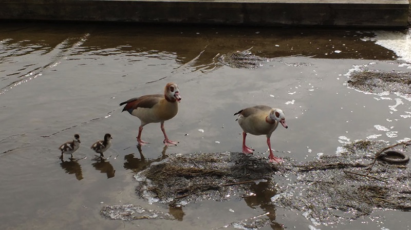 two egyptian geese paddling in shallow water with two goslings