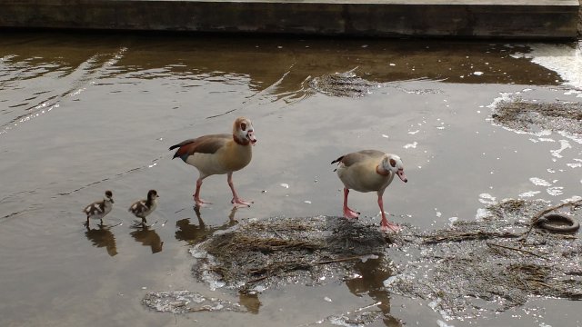 two adult egyptian geese paddling with two goslings