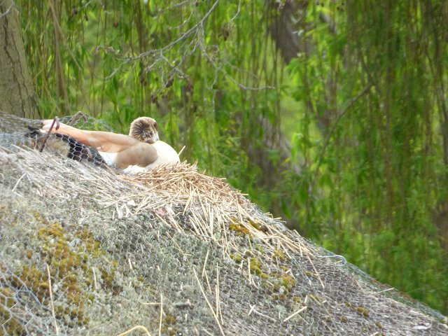 close up of egyptian goose nesting on thatched roof