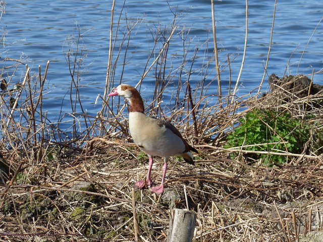 egyptian goose on dry nest on river bank