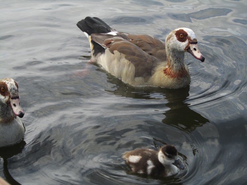 two egyptian geese with gosling close up
