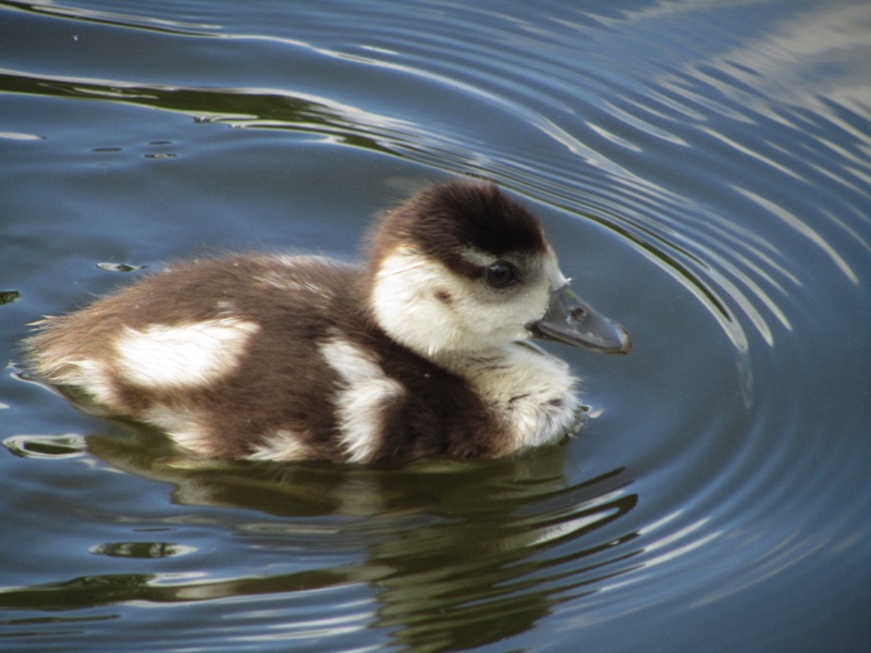 egyptian goose gosling close up on water