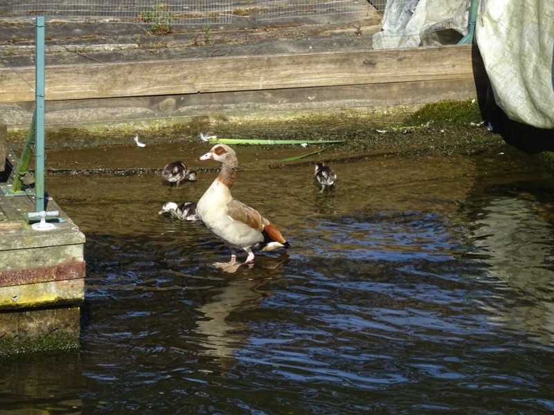 egyptian goose in shallow water next to bank with 3 goslings