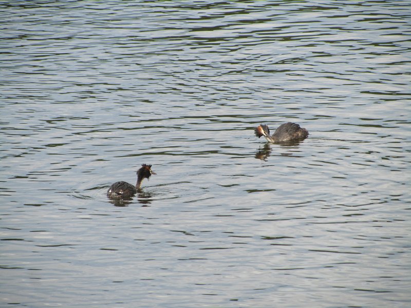 two great crested grebes swimming towards each other