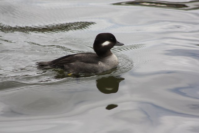 bufflehead duck on the water