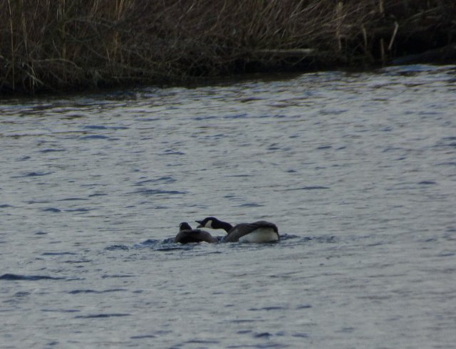 two canada geese on water one reaching over to the other with its mouth open