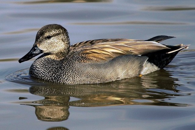 close up of gadwall duck profile