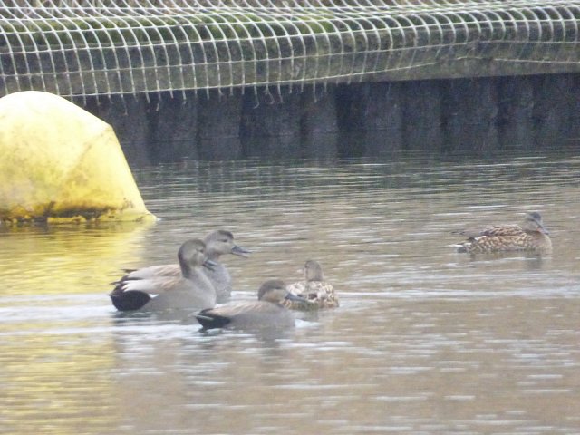 gadwall ducks on the water by the bank