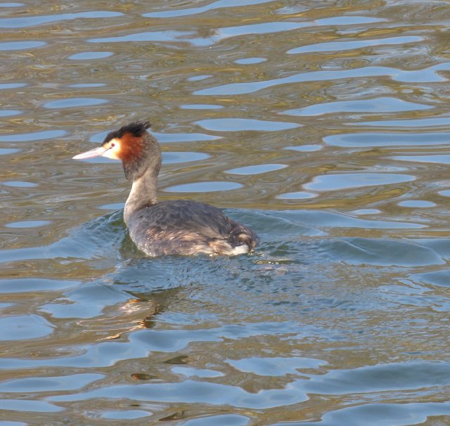 great crested grebe on water swimming away from camera