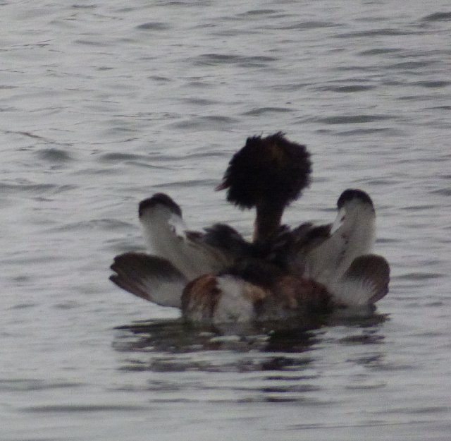 great crested grebe on water facing away from camera